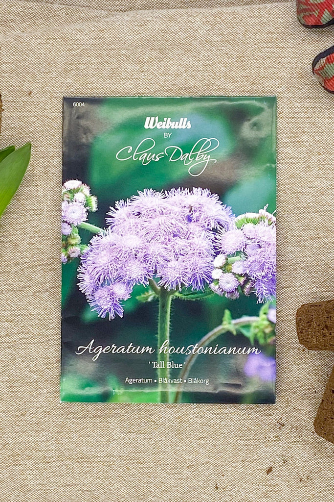 Ageratum Tall Blue Claus Daly