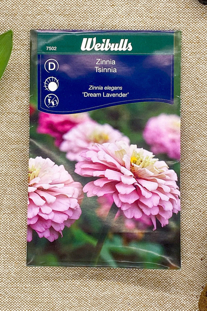 Zinnia Dream Lavender