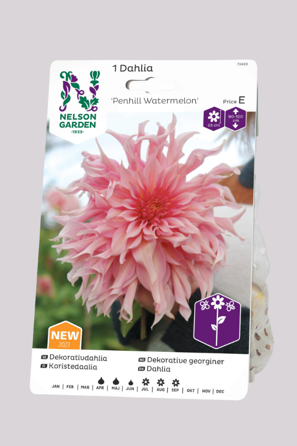 dahlia penhill watermelon