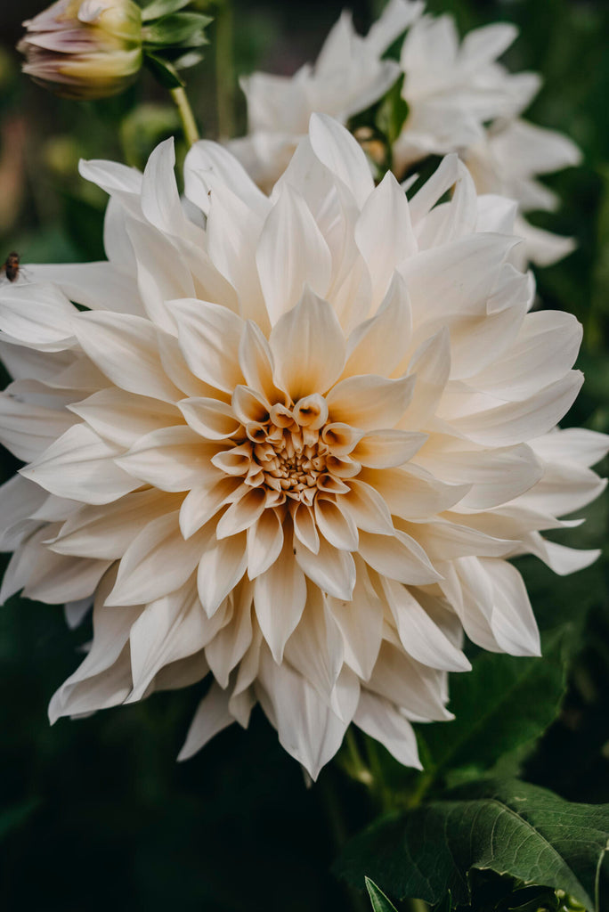 dekorativdahlia café au lait