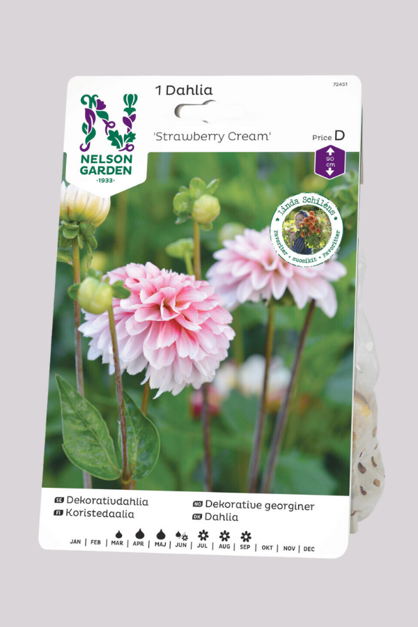 dekorativdahlia_straberry_cream