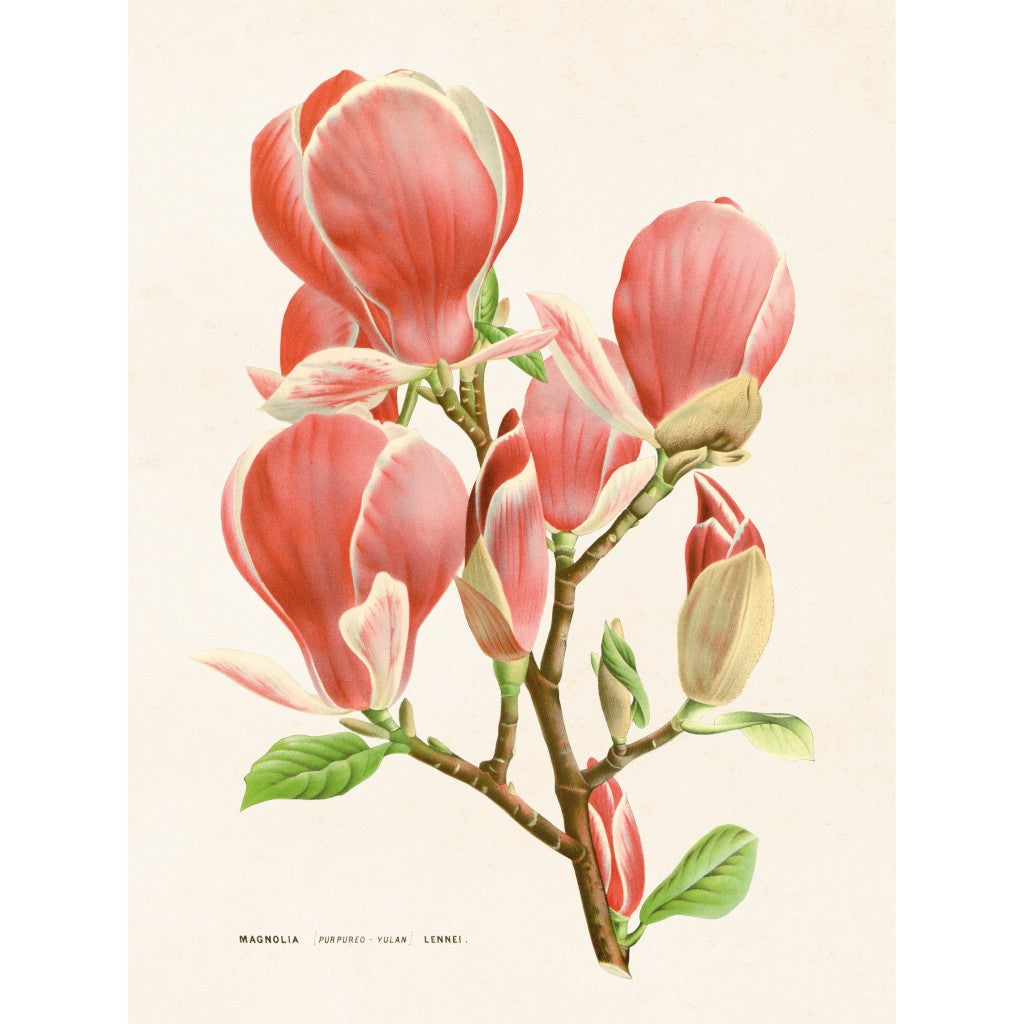 Poster magnolia